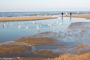 Beach, people and seagulls