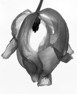 Dying Tulip