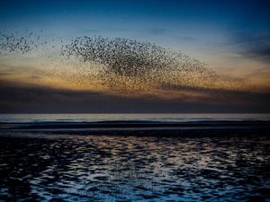 A murmuration of starlings