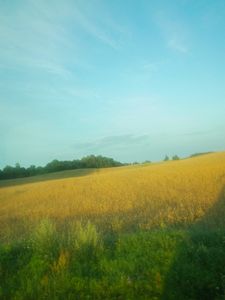 golden field