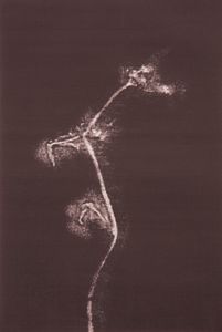 from the series Barren Herbarium #005