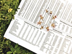 Economy up, milkweed down