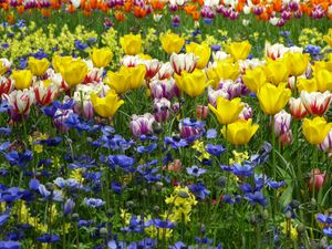 The Tulip, Composition X