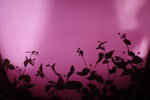 Pink flowers