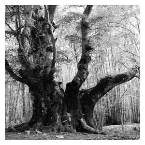 The Giant Patriarch