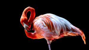 Flamingo
