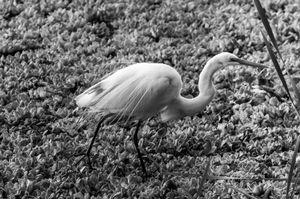 Fauna de Buenos Aires