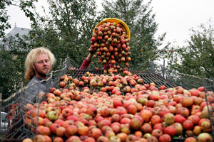 Pouring the apples onto a rack that gets rid of unwanted twigs, leaves and dirt