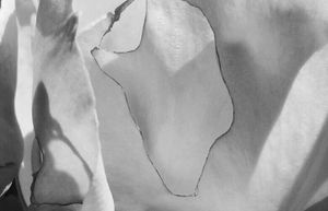 Metamorphosis 57