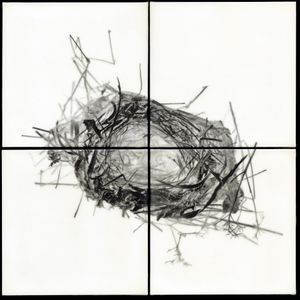 Nest V, 2011                                              32"h x 32"w x 1.5"d                                         archival pigment prints & encaustic  © Christa Bowden