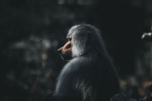 Baboon