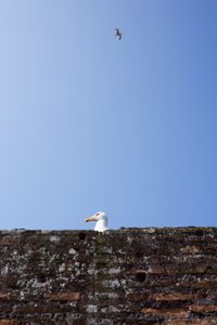 Seagull