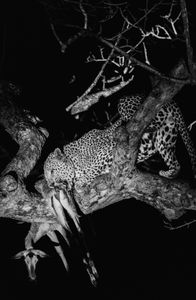 Leopard with Impala, Sabi Sands