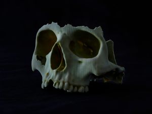 New Artificiality, 2015- / Failed 3D-printed Skull