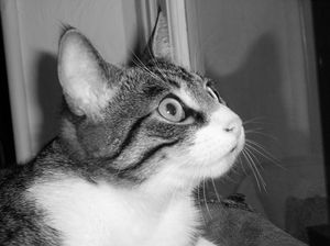 d'Artagnan 9
