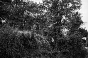 Picking strawberries. Siklód, Romania, 2009