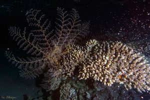 Coral Spawning