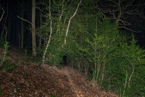 Delves wood