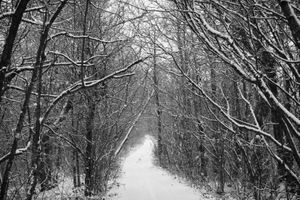 HIDDEN FOREST - Follow the mistery