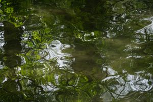 The spirit of the lake