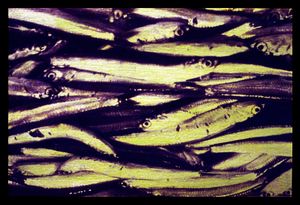 Yellow fish