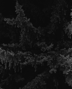 Spruce
