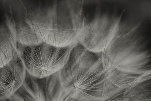 © Carolyn Meltzer