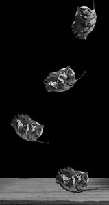 Falling Leaf