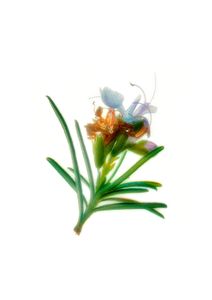 Rosemary, A Sprig