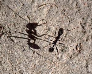 Shadow play