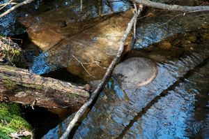 Hampshire Woods, Amherst, MA, 2009