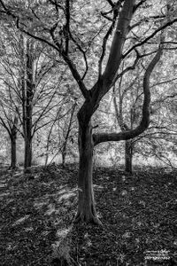 Epping Forest | 01