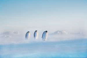 Emperor penguins walking from their colony to the open sea, where they will fish and bring back food.