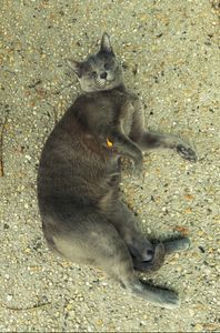 Stray Cats_2