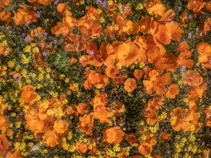 Super bloom