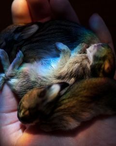 Sylvilagus Floridanus 4