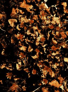 Copper Flowers and Leaves