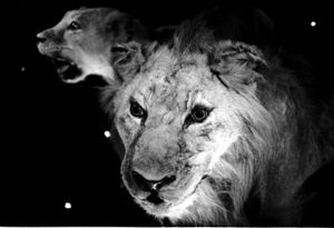Lions