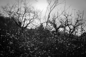 Fade Out
