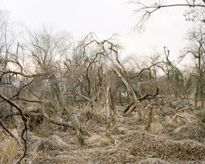 Bamseom, 2015