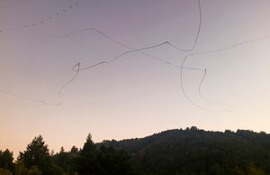 Lockdown Bats (Pas de Deux)