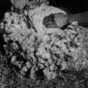 The shearing has just started