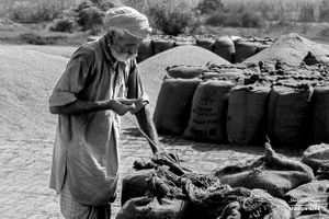Man sewing sacks of grain | Goraya, Punjab.