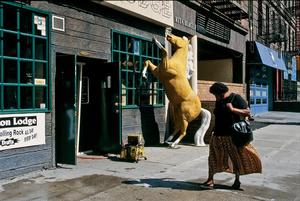 Urban Safari/RaccoonLodge