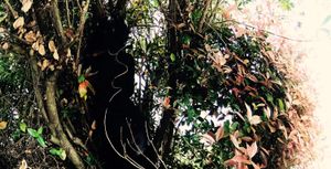 Trees and a body