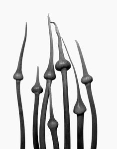Garlic Scape