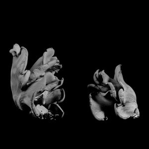 Oyster Mushroom 31