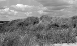 Marram Grass, Mablethorpe