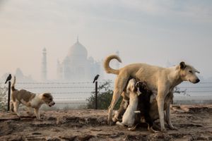 Puppies and the Taj