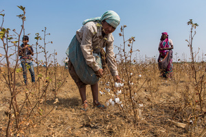Cotton Fields